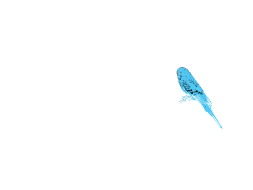 Preview of Animated Budgie
