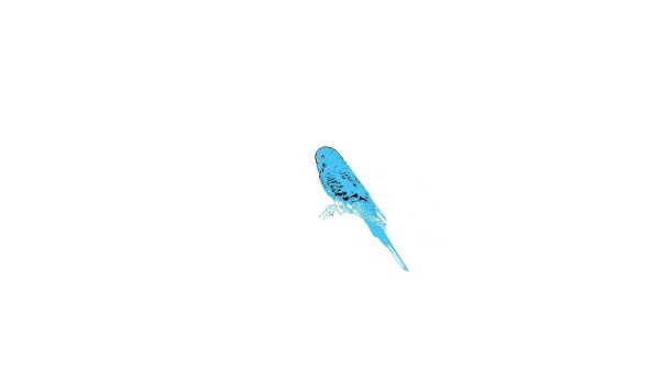 Screenshot of Animated Budgie