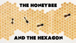 Screenshot of Why do honeybees love hexagons? - Zack Patterson and Andy Peterson