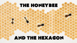 Screenshot of Why do honeybees love hexagons? - Zack Patterson and Andy Peterson