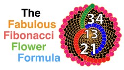 Screenshot of The fabulous Fibonacci flower formula