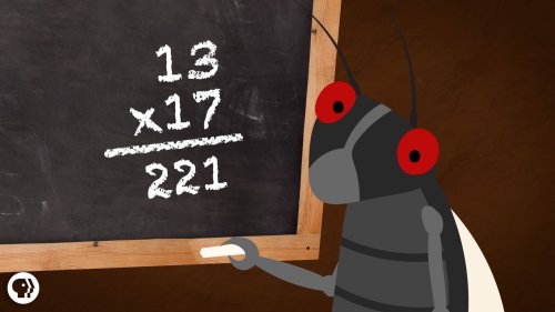 Screenshot of Why Are Cicadas So Good At Math?