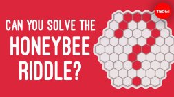 Screenshot of Can you solve the honeybee riddle? - Dan Finkel